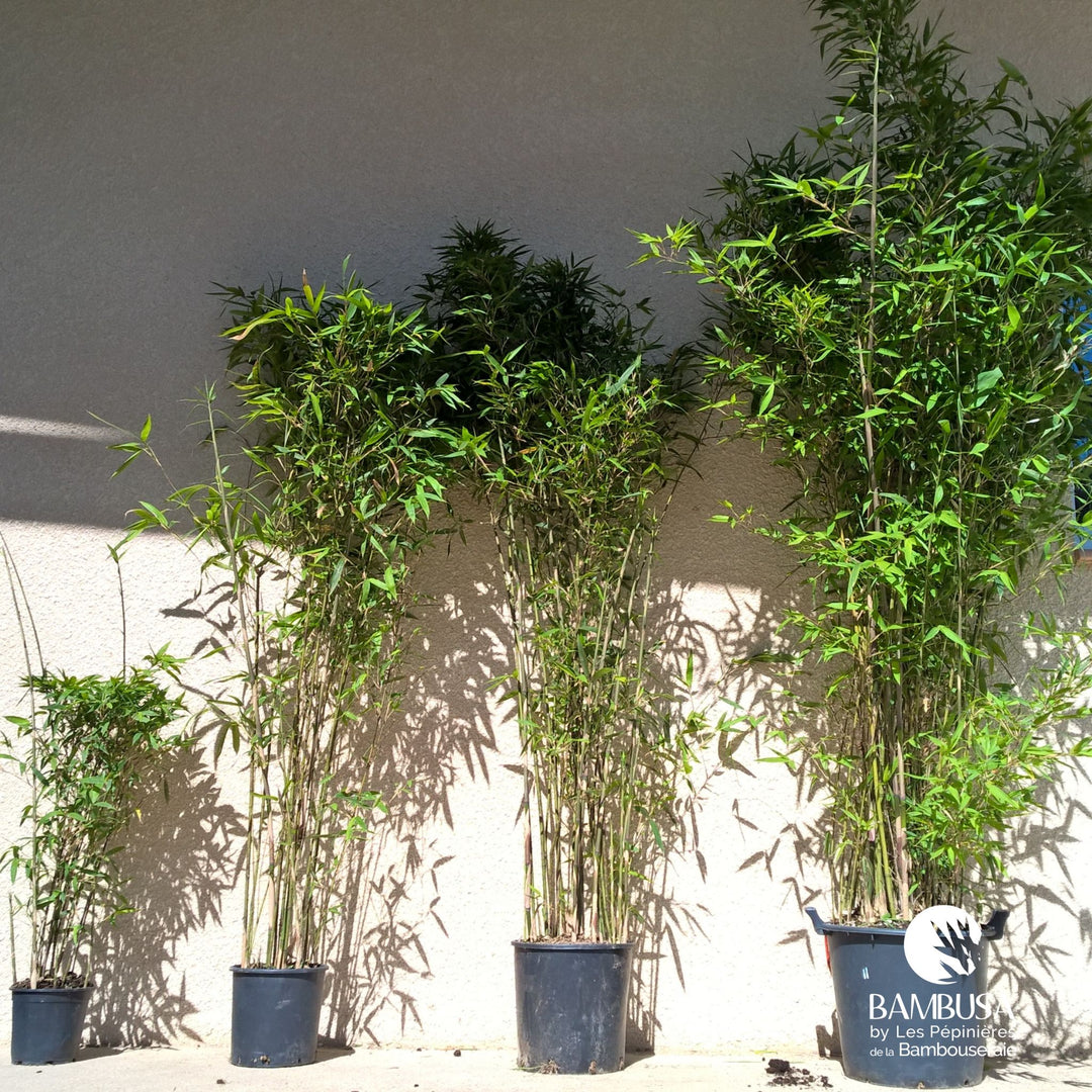 Semiarundinaria makinoi en pot, livré prêt à planter