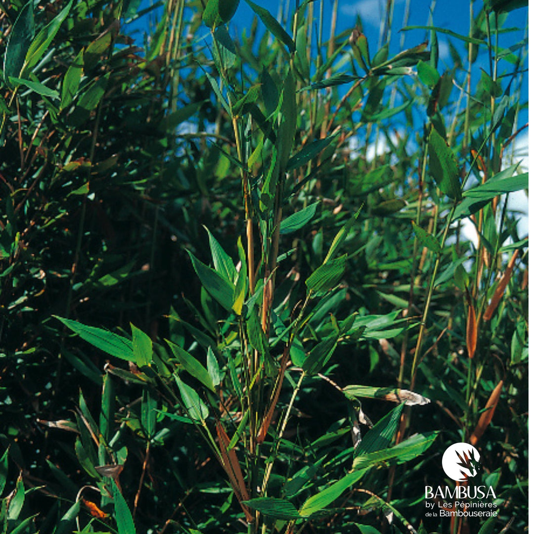 Semiarundinaria okuboi — rustique jusqu&
