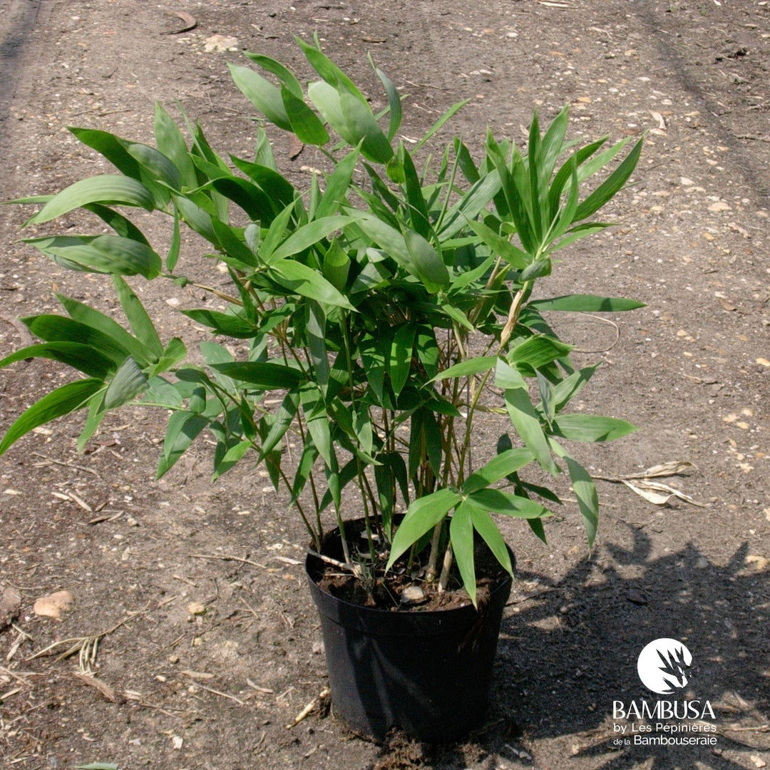 Semiarundinaria okuboi — bambou traçant, à planter avec barrière anti-rhizome