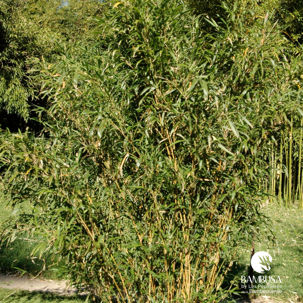 Semiarundinaria yashadake 'Kimmei' — hauteur adulte : 2,5 à 5 m