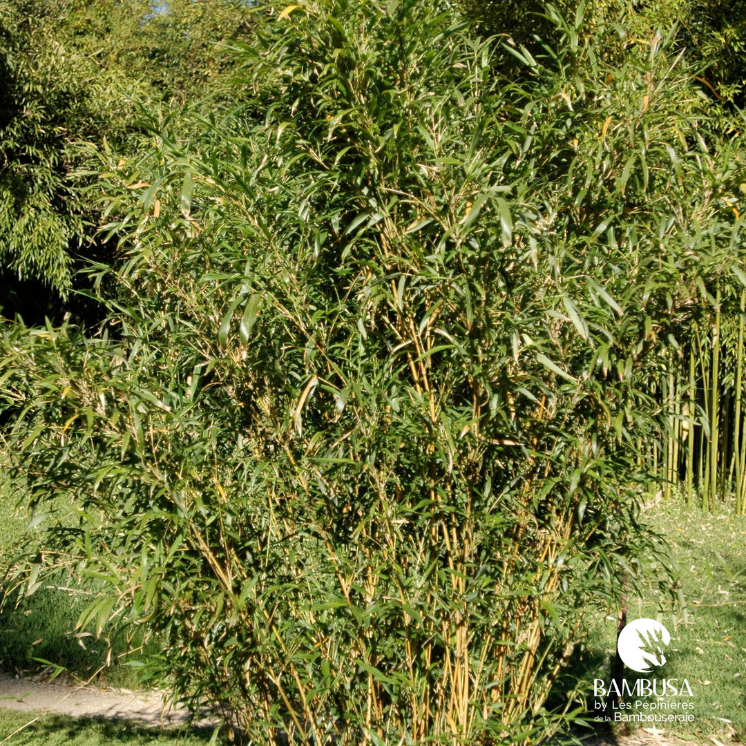 Semiarundinaria yashadake &