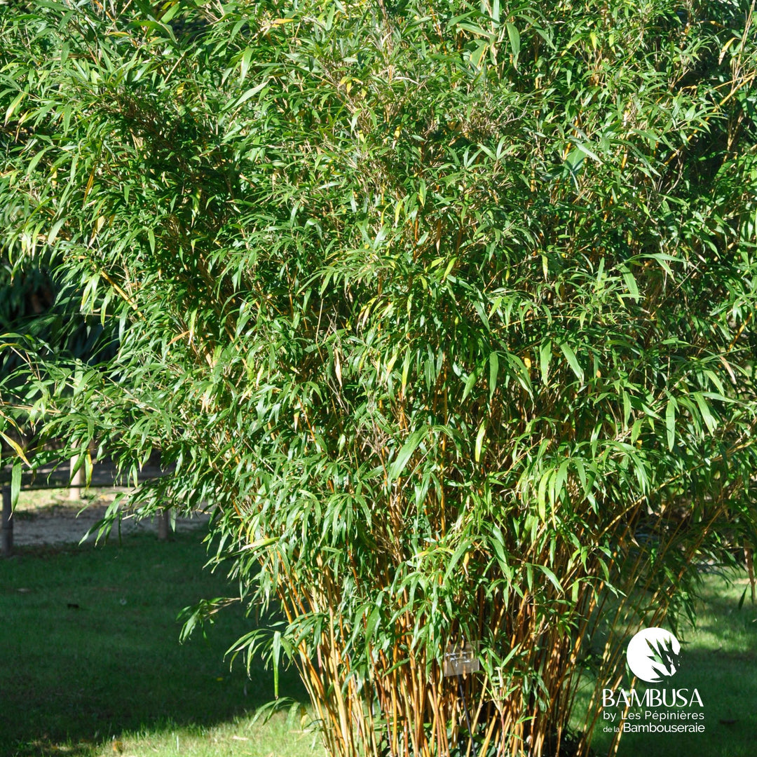 Semiarundinaria yashadake &