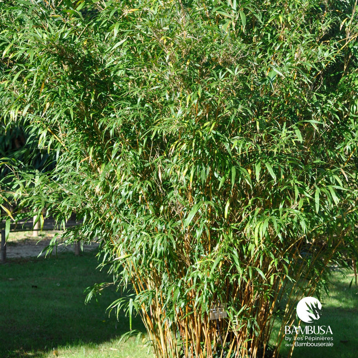 Semiarundinaria yashadake &
