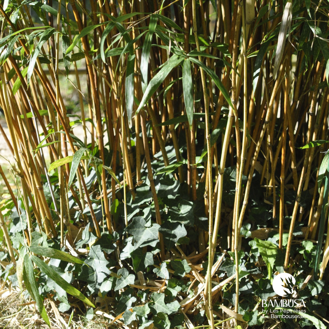 Semiarundinaria yashadake &