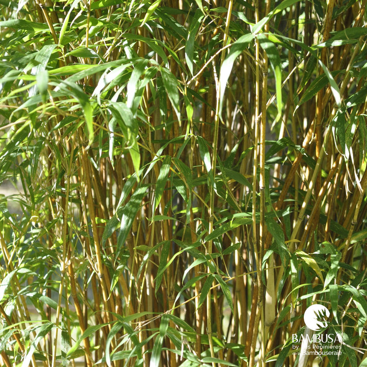 Semiarundinaria yashadake &