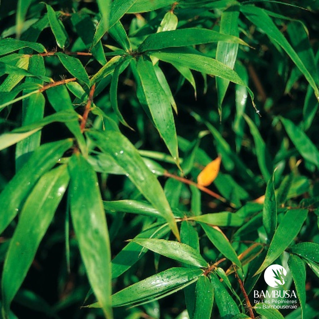 Semiarundinaria yashadake &