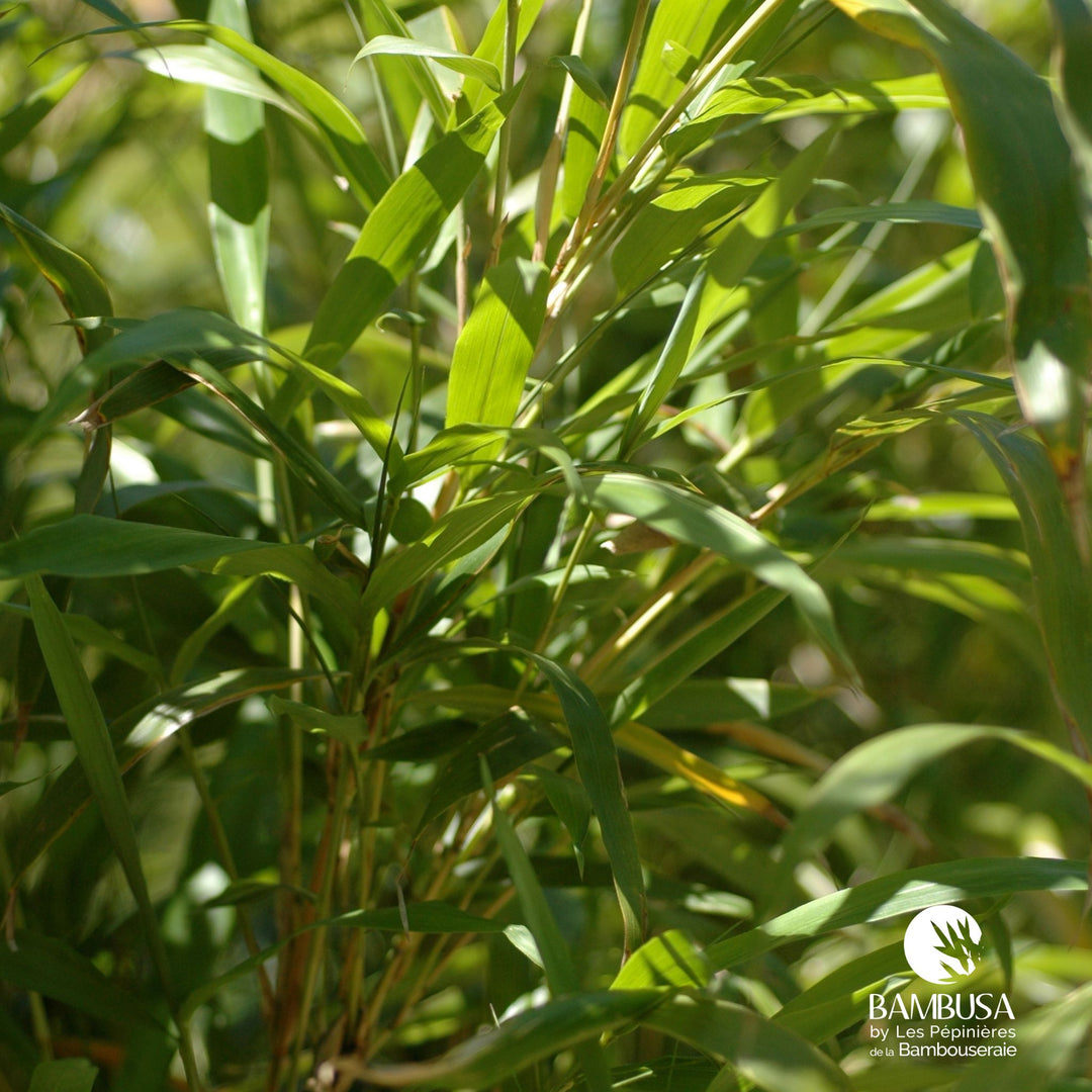 Semiarundinaria yashadake &