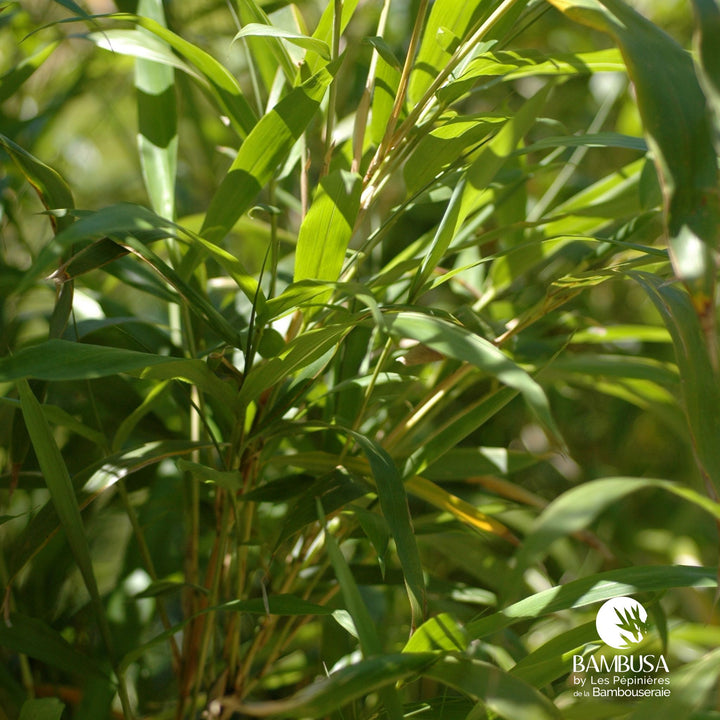 Semiarundinaria yashadake &