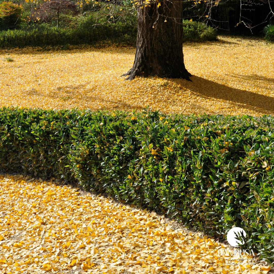 Bambou ruscus en massif de jardin