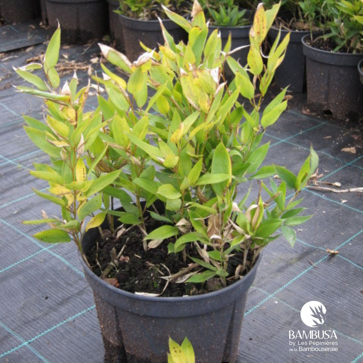 Bambou ruscus aux chaumes verts — photo 14