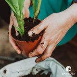 Terreau pour plantations en pot et jardinières
