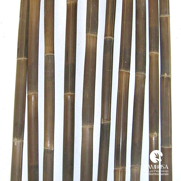 Canne de bambou sèche noire