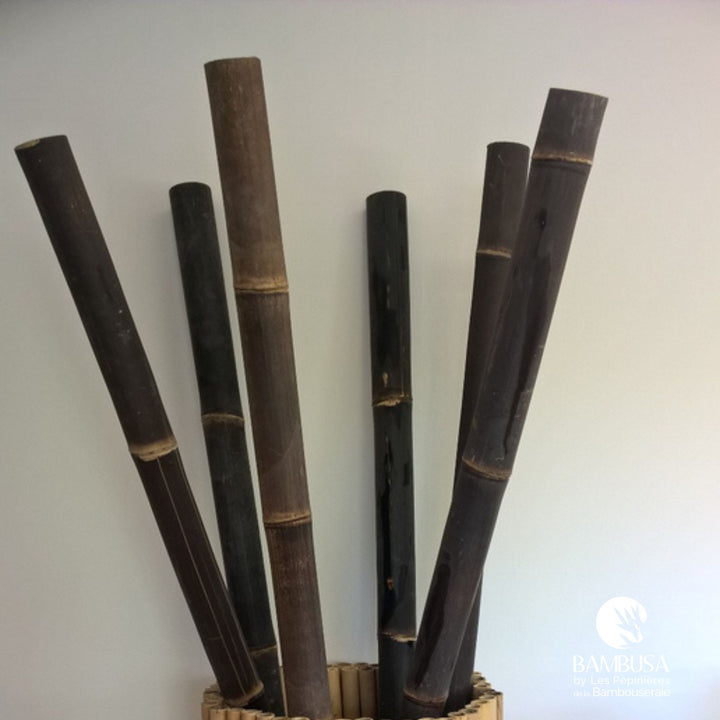 Canne de bambou sèche noire