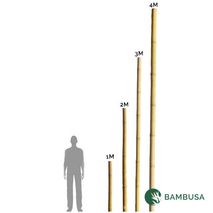Canne de bambou sèche noire, détail du diamètre de la canne — Bambusa