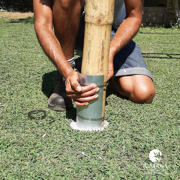 Canne de bambou géant Barbatus (Dendrocalamus)