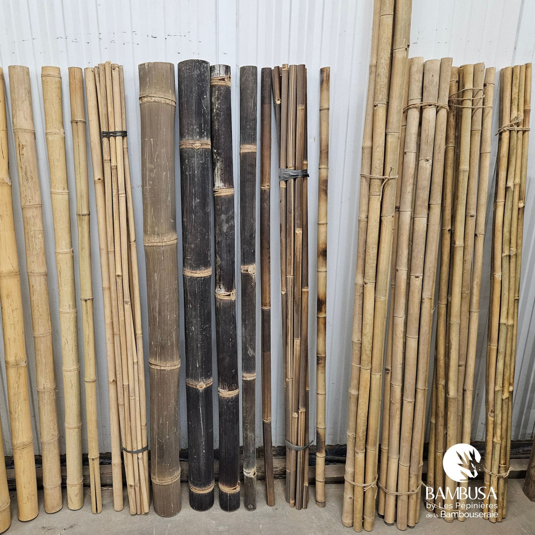 Canne de bambou Strictus (iron bamboo)