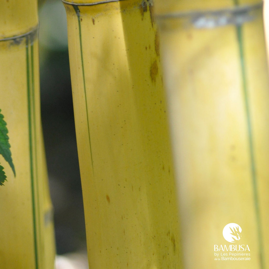 Canne de bambou jaune striée de vert, détail du diamètre de la canne — Bambusa