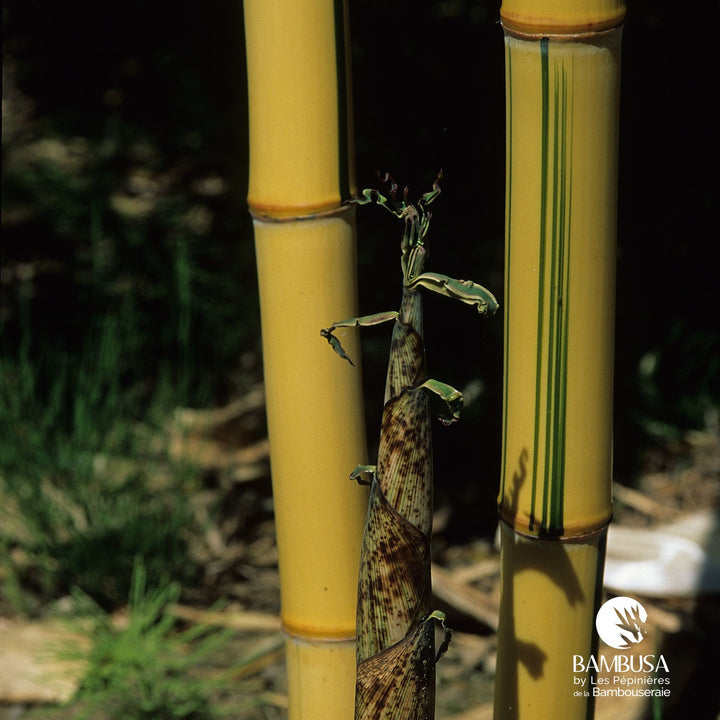 Canne de bambou jaune striée de vert, détail de la surface du chaume — Bambusa