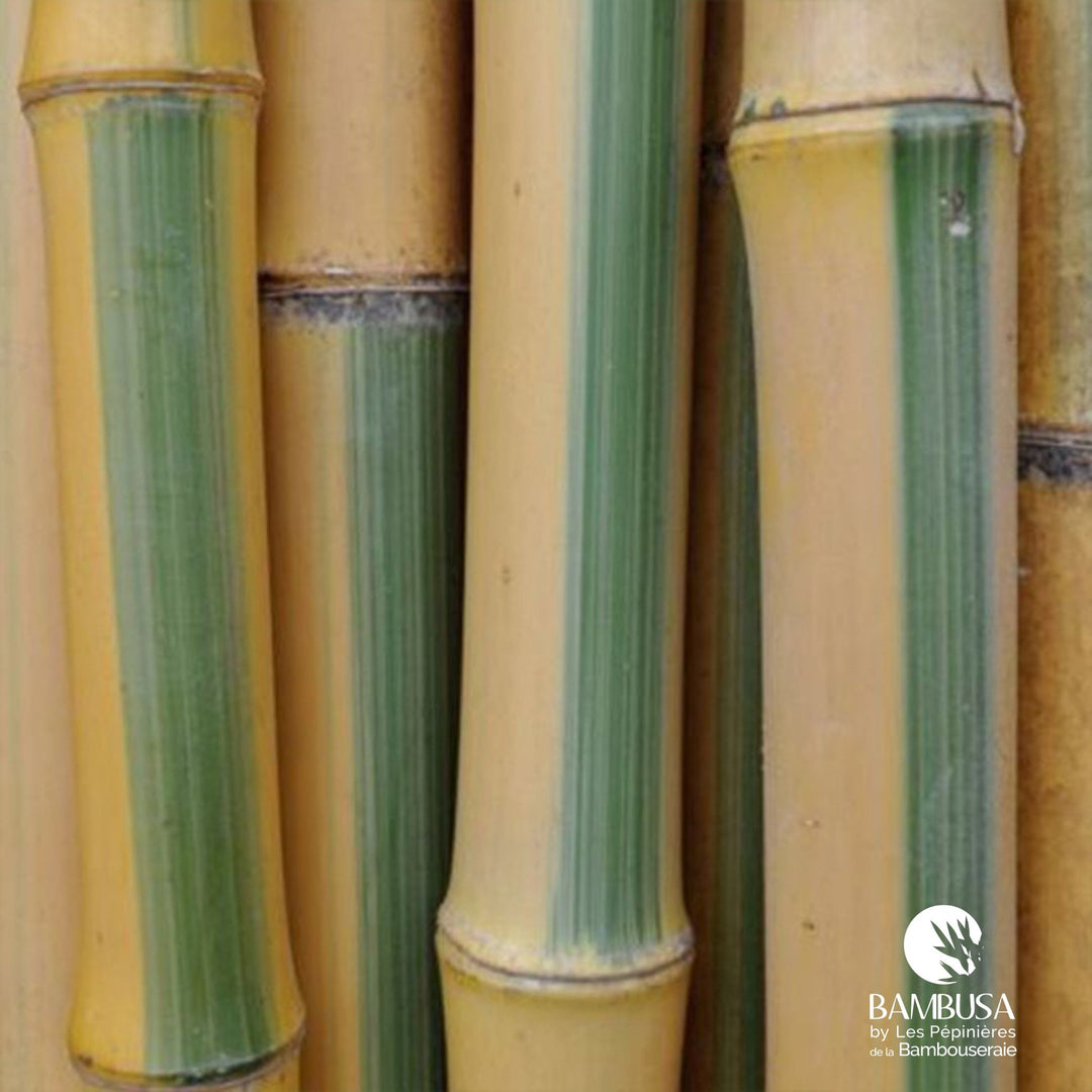 Canne de bambou fraîche jaune striée de vert — Bambusa