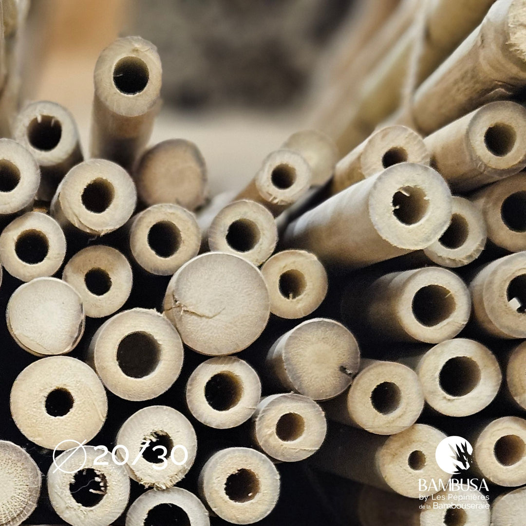 Canne de bambou Strictus (iron bamboo) — Bambusa