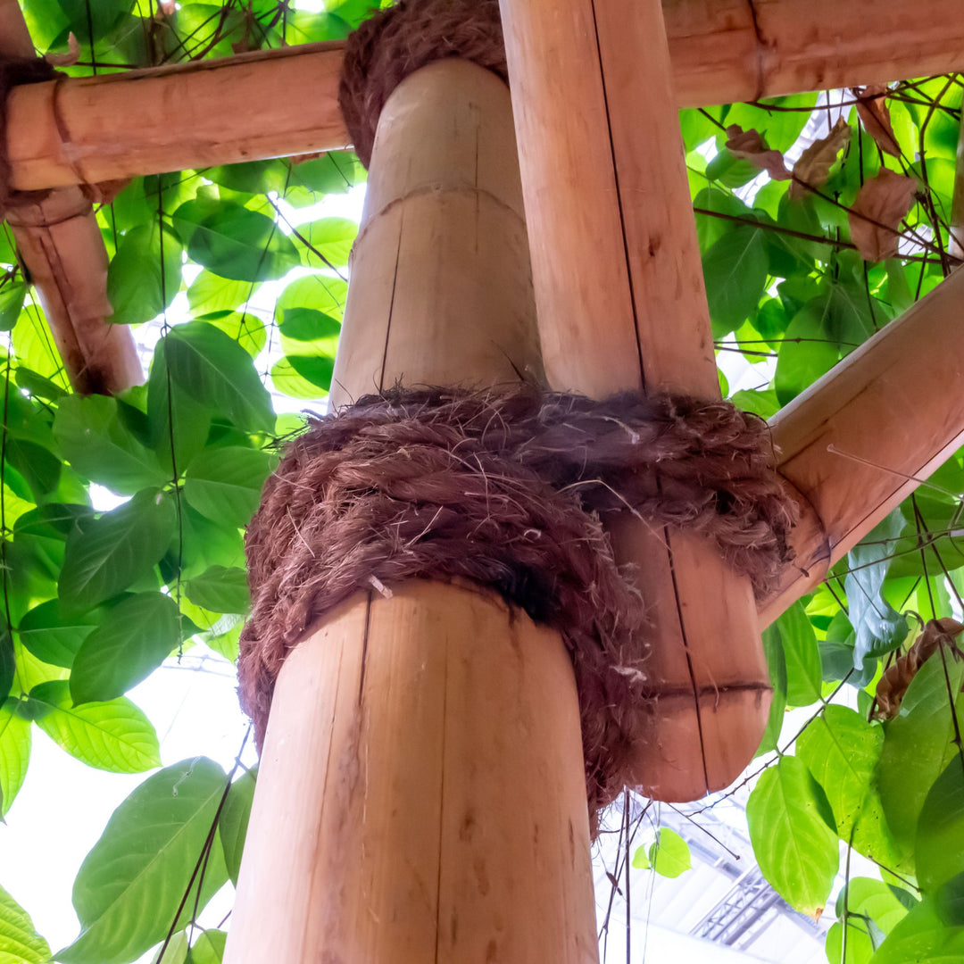Assemblage de cannes de bambou liées à la corde pour une structure de jardin