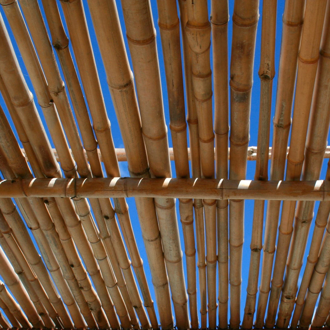 Toiture de pergola en cannes de bambou vue en contre-plongée