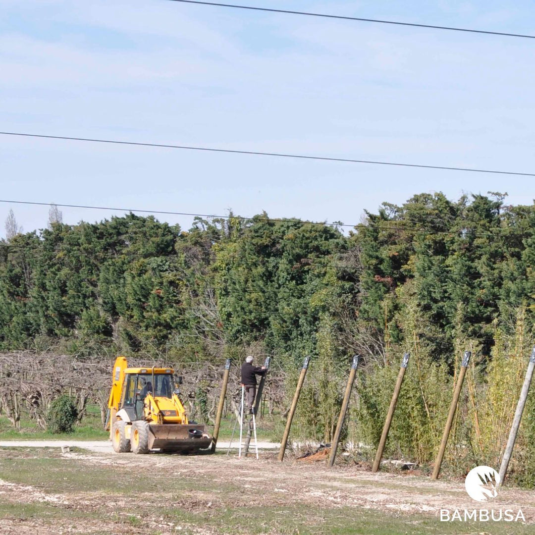Chantier de plantation dans la pépinière : engin de chantier et cannes de tuteurage
