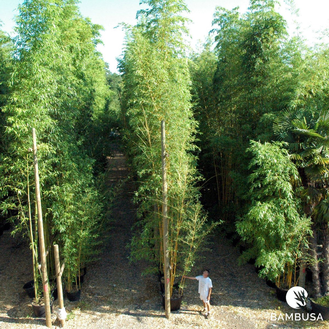 Allée entre de hautes haies de bambous cultivés en pleine terre