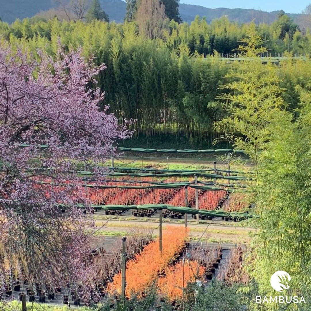 Vue de la pépinière au printemps : arbres en fleurs rose et rangées de plants