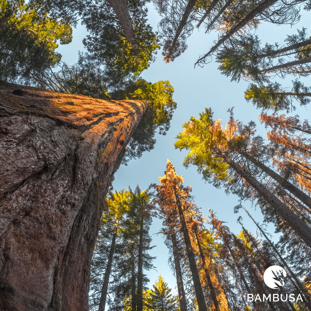 Contre-plongée dans une futaie de séquoias vers la cime des arbres
