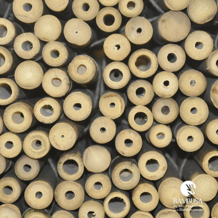 Canne de bambou Strictus (iron bamboo)