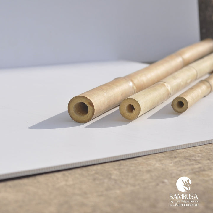 Canne de bambou Strictus (iron bamboo)