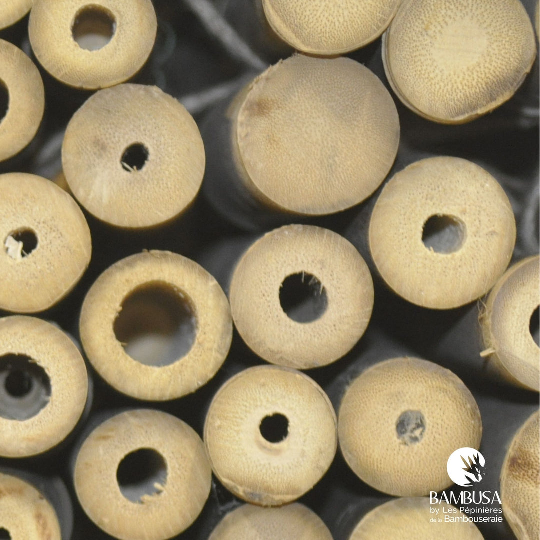Canne de bambou Strictus (iron bamboo)