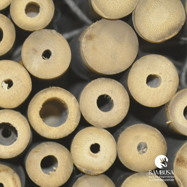 Canne de bambou Strictus (iron bamboo)