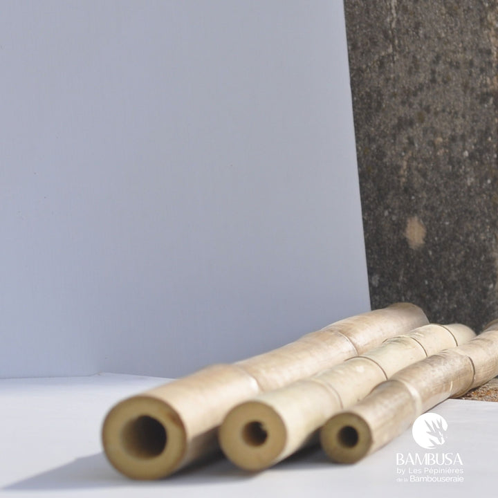 Canne de bambou Strictus (iron bamboo)