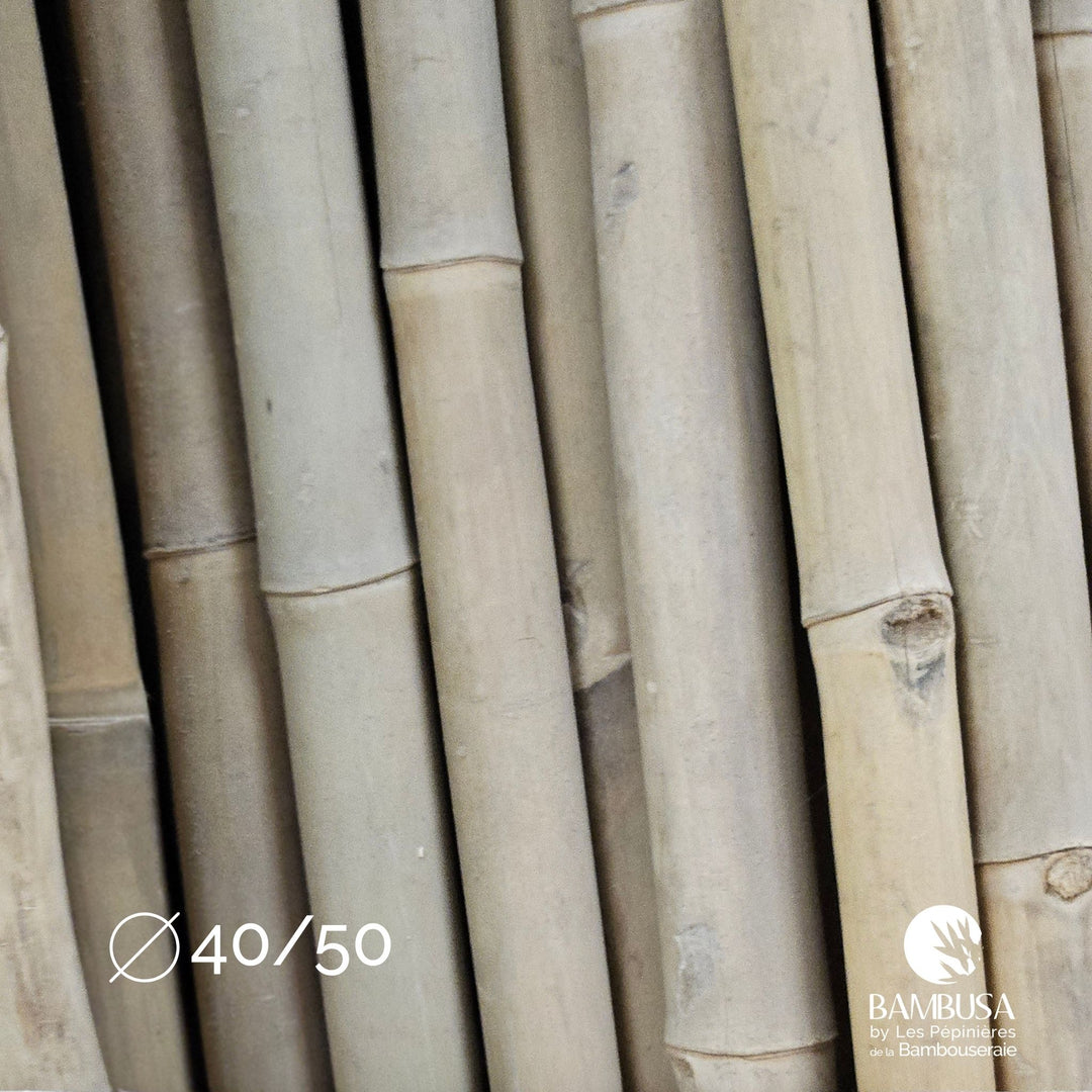 Canne de bambou Strictus (iron bamboo)