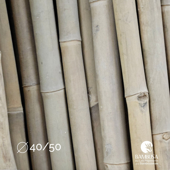 Canne de bambou Strictus (iron bamboo)